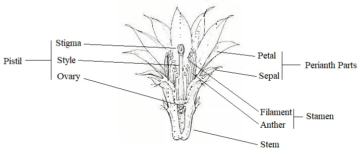 cacti flower part terminology
