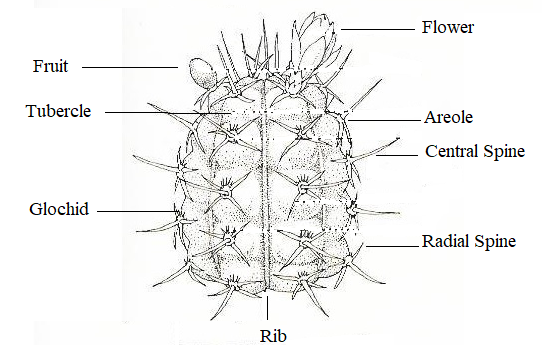 cacti part terminology