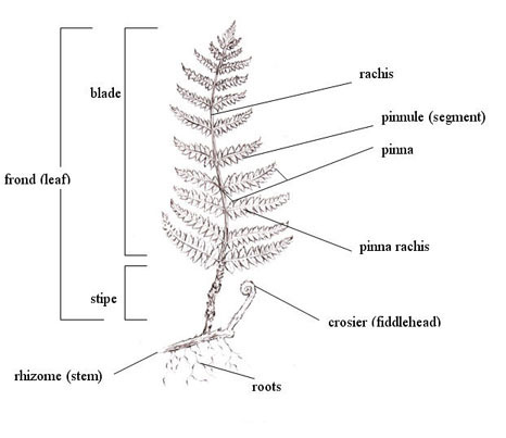 fern part terminology