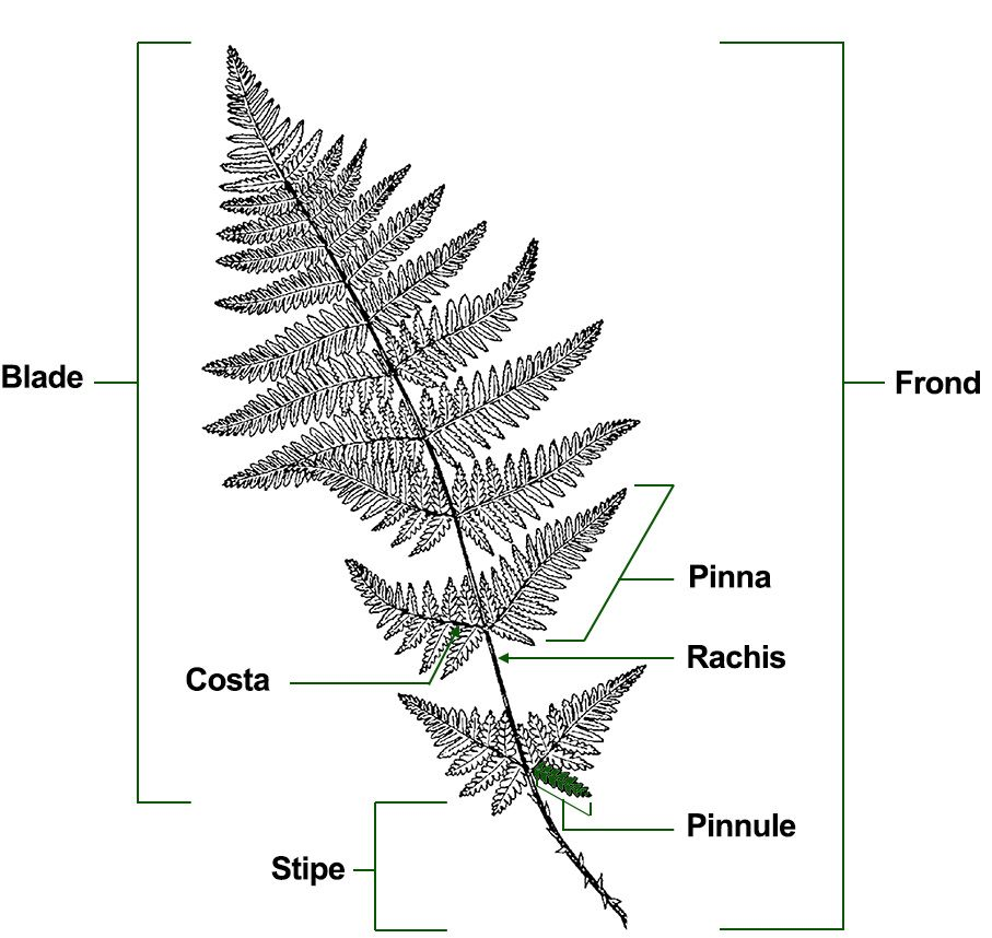 frond part terminology