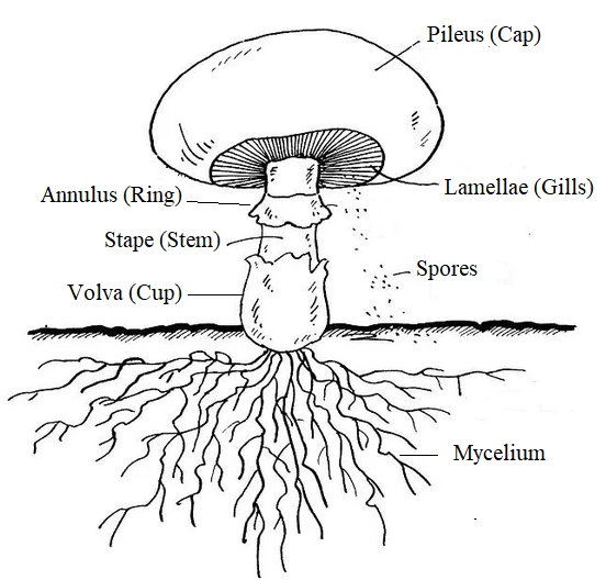 https://hortdata.com.au/images/glossary/fungi-parts/gilled-fungi.png