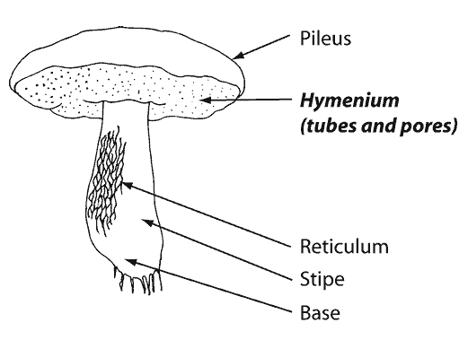 polypore fungi part terminology