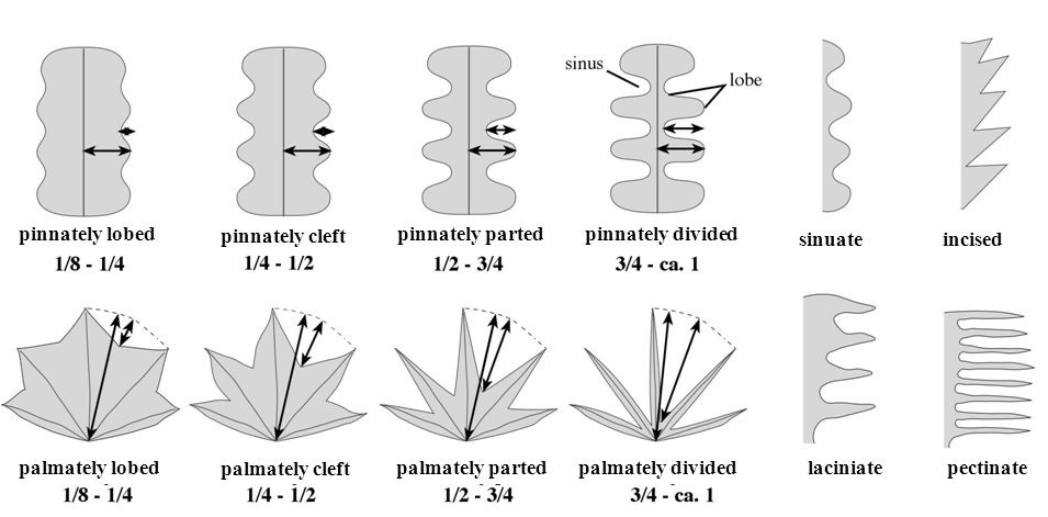 leaf division terminology