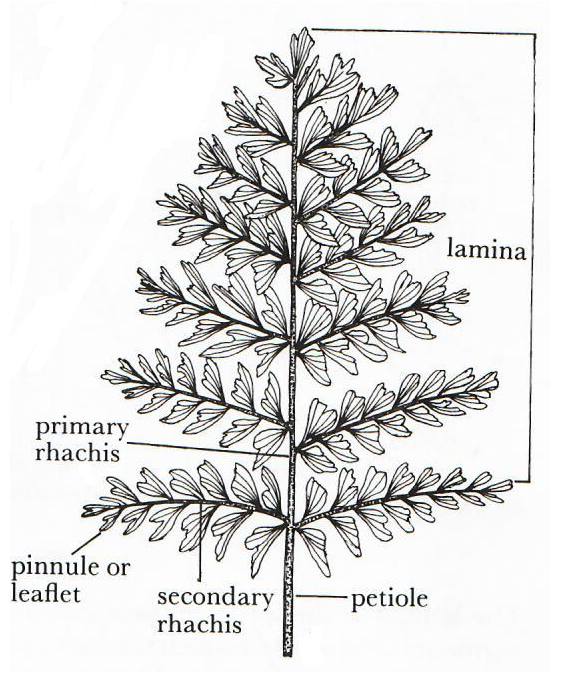  bipinnate frond part terminology