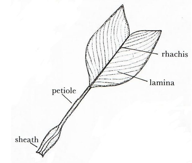  entire frond part terminology