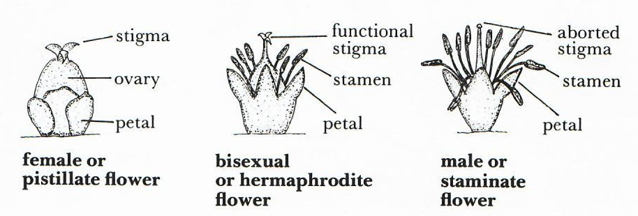  types of palm flowers part terminology