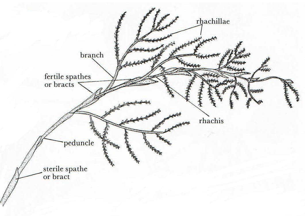 palm inflorescence part terminology