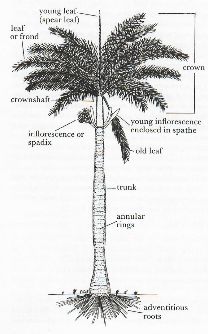 palm structures part terminology