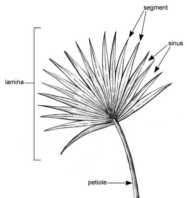 palmate frond part terminology