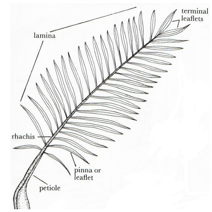 pinnate frond part terminology