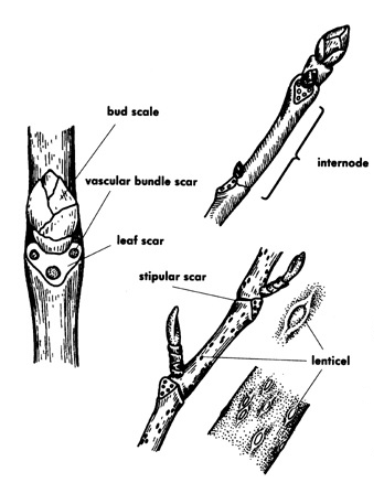 Branch part terminology