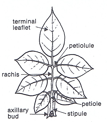 Compound leaf part terminology