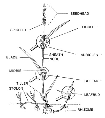 Grass plant part terminology