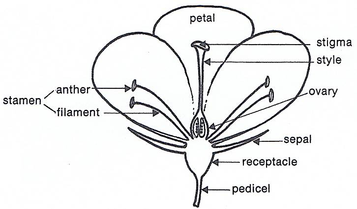 Simple flower part terminology