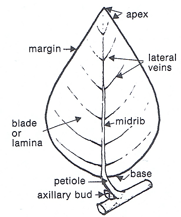 Simple leaf part terminology