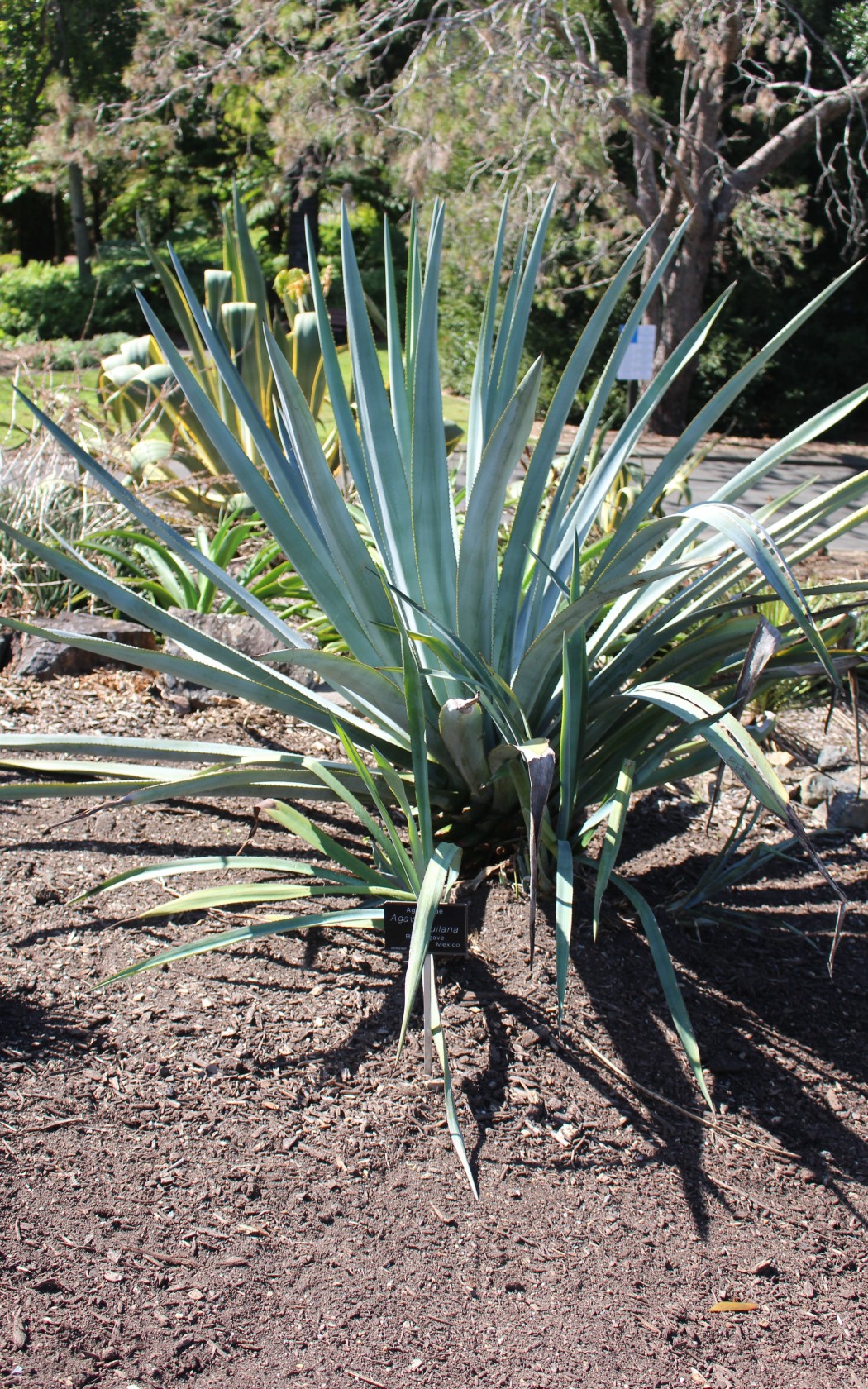 HortData | Agave tequilana (F. A. C. Weber, 1902)