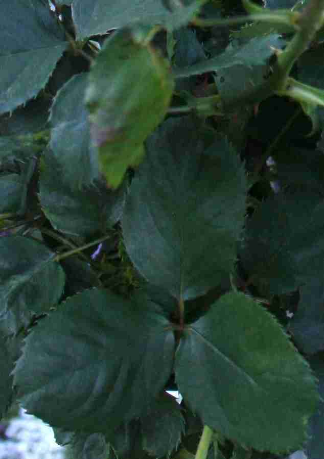 Leaf_front