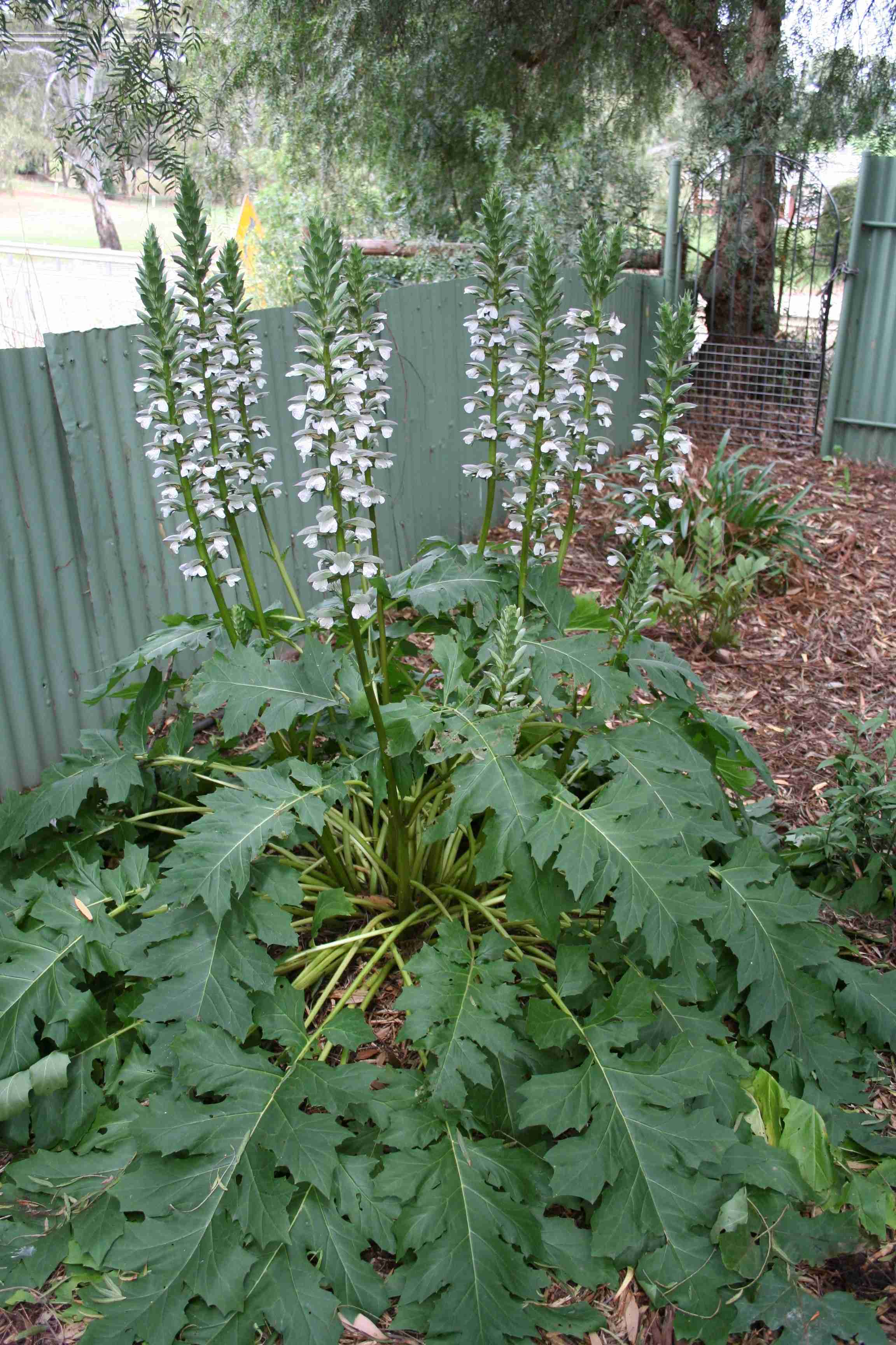 Acanthus mollis